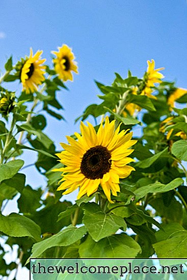 Gemeinsame Sonnenblumen-Look-Alikes