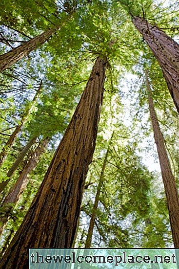 Sintomi comuni di un albero di sequoia che diventa marrone