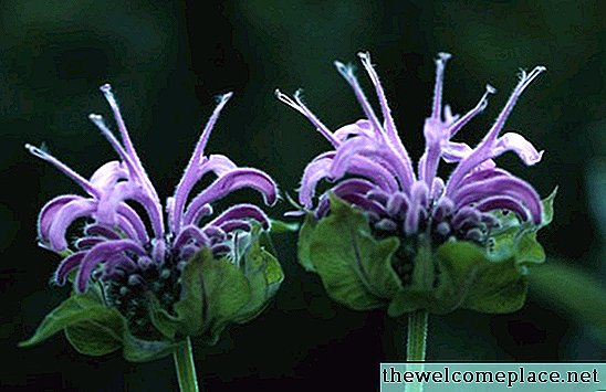Попратне биљке за пчелињи балзам