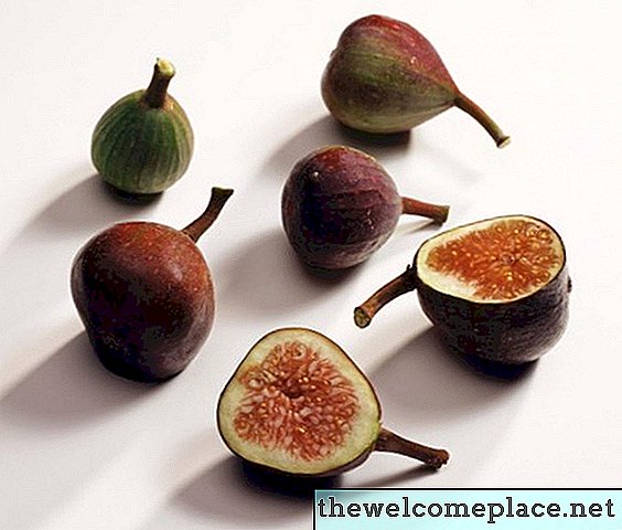 Följande växter för fig