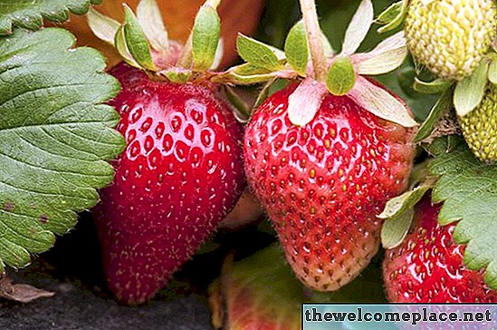 Begleitpflanzen für Erdbeeren
