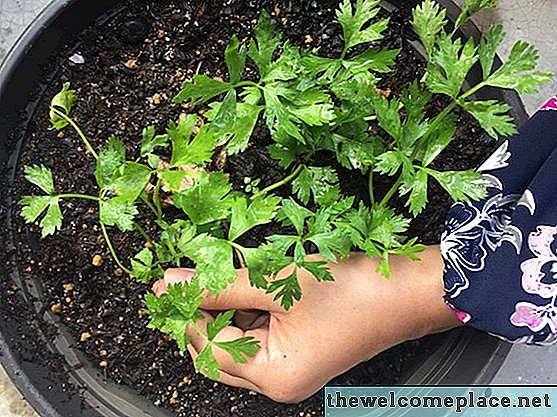 Jardinage de légumes en pot: Comment démarrer un jardin potager