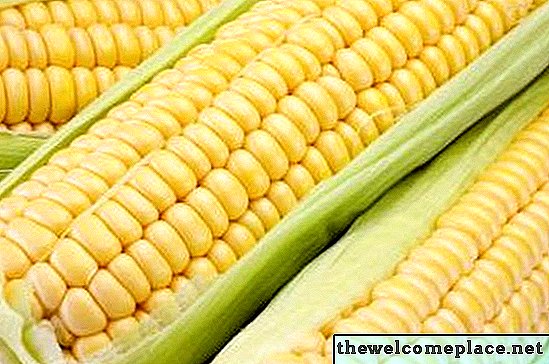 Životni ciklus biljke kukuruza