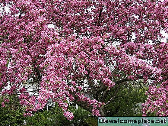 شجرة Crabapple تحديد الهوية