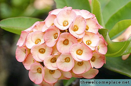 Crown of Thorns Plant Care