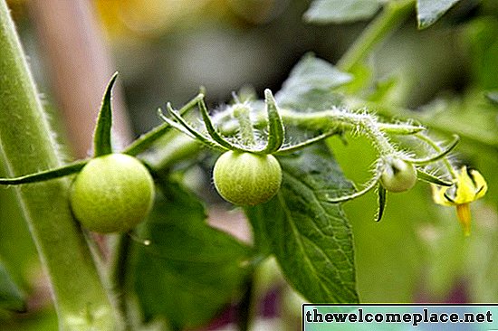 Curas para el hongo de la planta de tomate