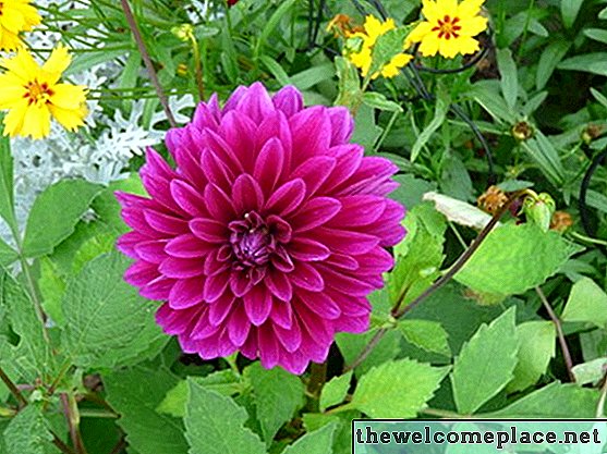 Dahlia Flower Colors