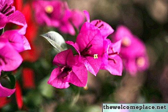 Pericol de spini Bougainvillea