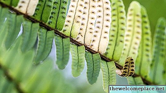 Mørkebrune flekker på undersiden av Fern Leaf