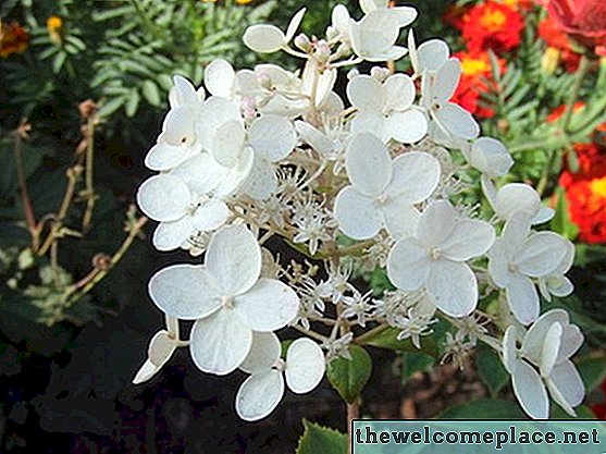 Jelene otporne hortenzije