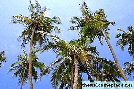 Beschreibung eines Kokosnussbaums