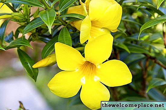 Descrição da flor de sino amarelo