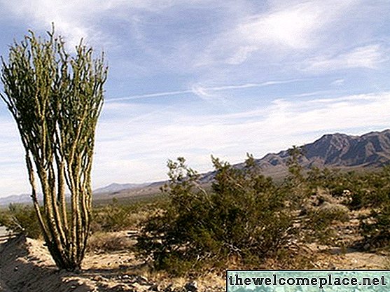Informations sur les arbustes du désert