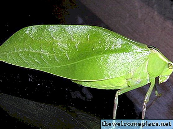 Dieta unei insecte din frunze
