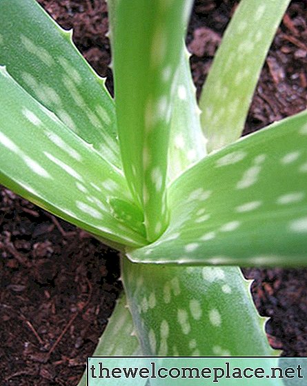 A diferença entre plantas Agave e Aloe