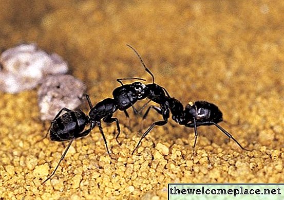 Différence entre les fourmis noires et les fourmis charpentières