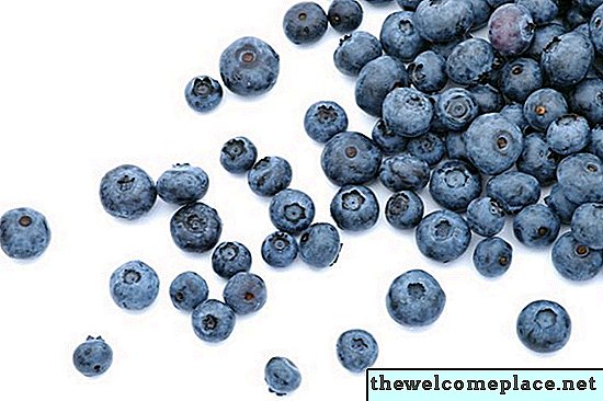 Sự khác biệt giữa quả việt quất & Huckleberries