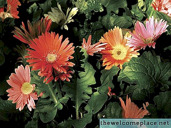 Perbedaan Antara Daisy Chrysanthemums & Gerbera Daisy
