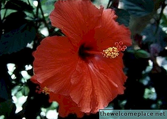 Perbedaan Antara Hardy Hibiscus dan Tropical Hibiscus