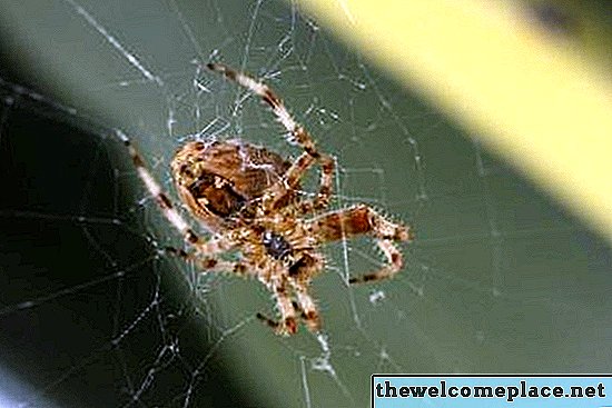 A különbség a házi pókok és a barna pelyvák között