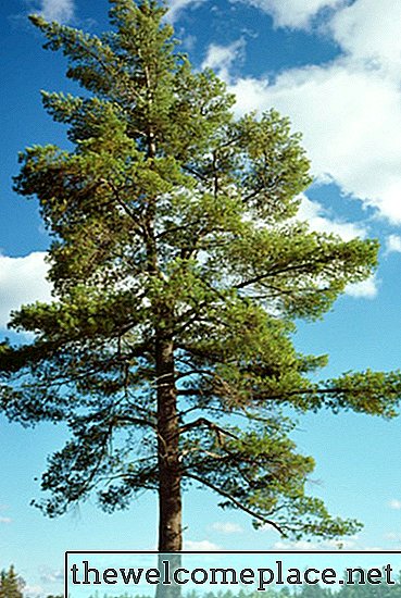 Diferencia entre un enebro, pino y un árbol de la vida