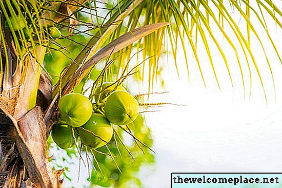 Forskjellen mellom palmer og kokosnøtter
