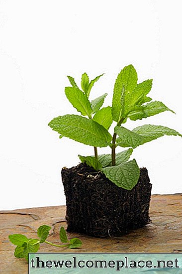 Diferencia entre el extracto de menta y el extracto de menta