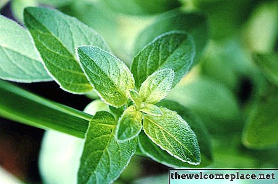 Différence entre une plante de menthe verte et une plante de menthe poivrée