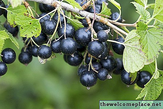 Diferențele dintre afine și coacăze negre