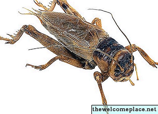 Crickets un prusaku atšķirības