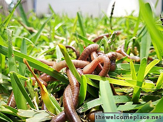 Differenze tra i vermi della terra e i vermi del compost