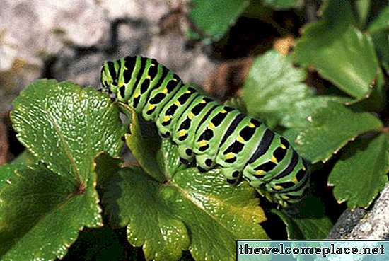 Perbezaan Antara Maggots & Caterpillars