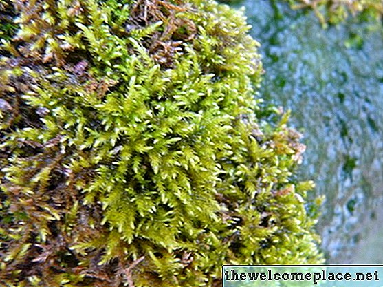 Las diferencias entre musgo y algas