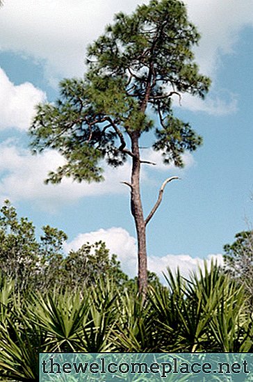 As diferenças entre palmeiras e palmeiras