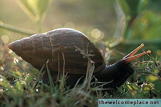 Perbezaan Antara Worms & Snails