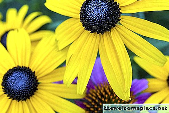 Die Unterschiede in einer schwarzäugigen Susan & einer Sonnenblume