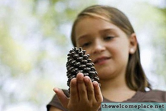 Las diferentes especies de conos de pino