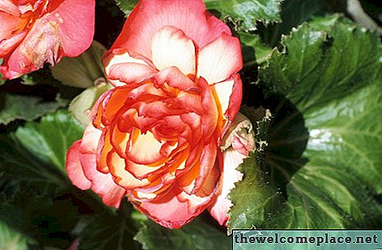 Diferentes tipos de flores encontradas na Índia