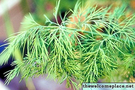 Dill Seed vs. Dill Weed