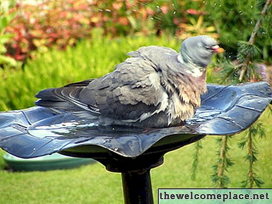 Enfermedades causadas por el agua potable del baño de pájaros