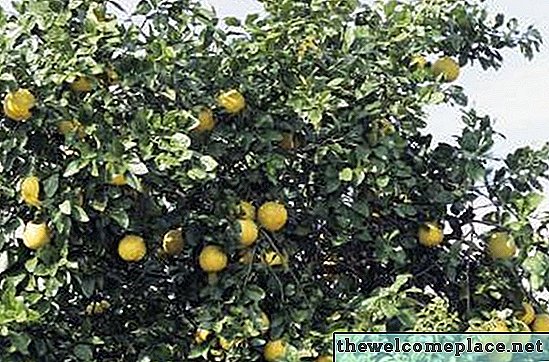 Ali imajo citrusna drevesa dober les?