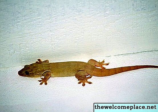 Geckos mănâncă erori în casă?