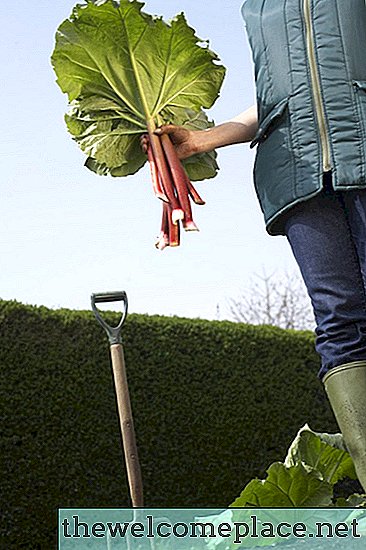 Am nevoie să îmi acopăr planta de Rhubarb dacă temperatura scade sub îngheț?