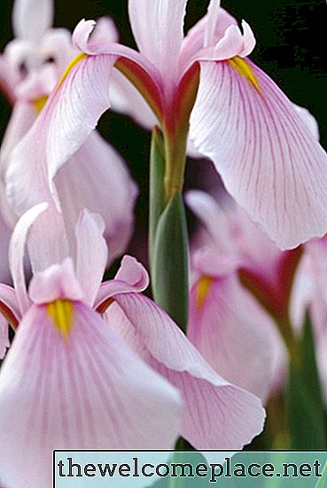 ¿Deben protegerse los iris de las heladas?