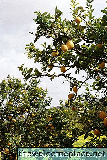 Wachsen Zitronenbäume in Georgia gut?