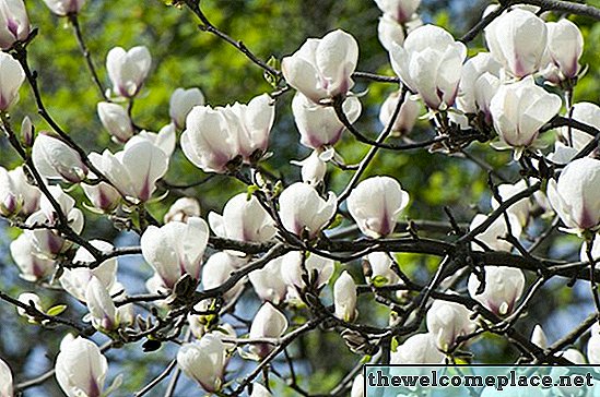 Ali drevesa magnolije izgubljajo liste?