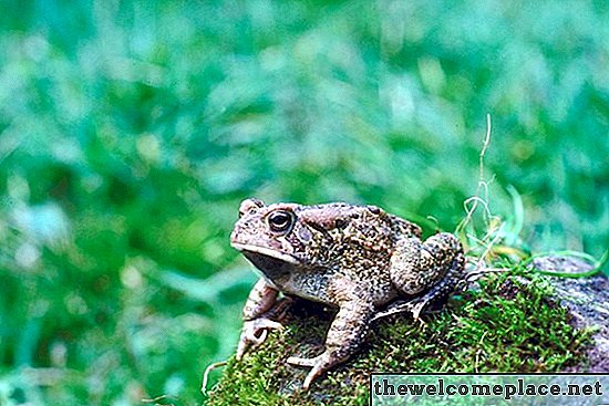 Отблъскват ли мотоболите жаби и жаби?