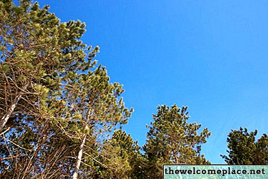 Apakah Pohon Pinus Punya Serbuk Sari?