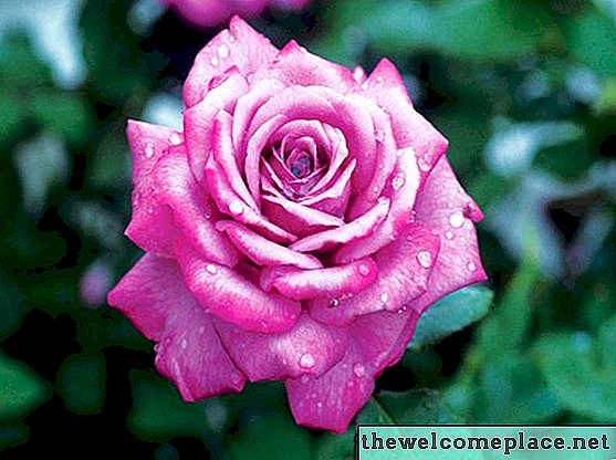 Чи існують фіолетові троянди?