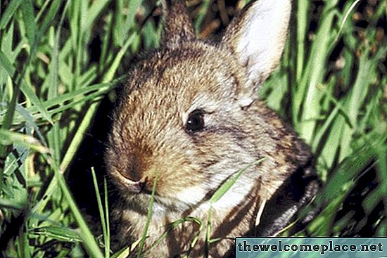 토끼는 땅의 구멍에 살고 있습니까?